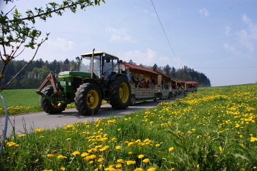 Apfelzügle