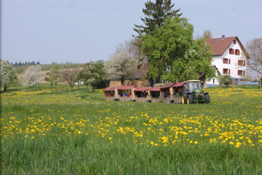 Apfelzügle