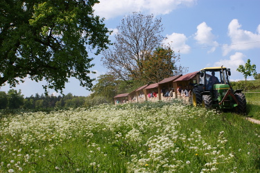 Apfelzügle