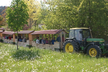 Apfelzügle