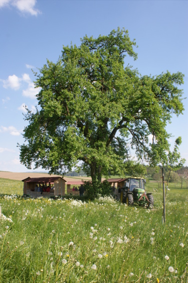 Apfelzügle